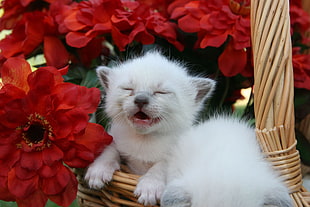 long-fur kitten in brown wicker basket besides red flowers